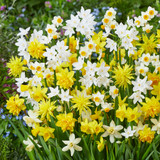 Narcissus Botanical Mix