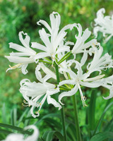 Nerine bowdenii Alba 12cm+