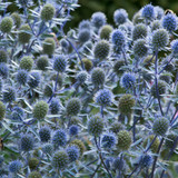 Eryngium planum