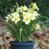 Hemerocallis 'Fragrant Returns'