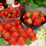 Strawberry 60 Day 'Elsanta'