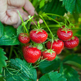 Strawberry 60 Day 'Elsanta'