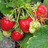 Strawberry 60 Day 'Elsanta'