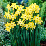 Narcissi Verdin 10-12cm