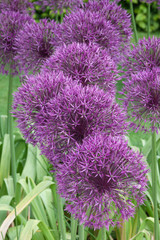 Allium 'Purple Rain'