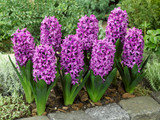Hyacinth 'Miss Saigon' 14/15cm