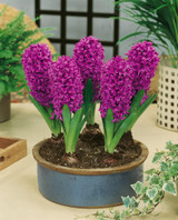 Hyacinth 'Miss Saigon' 14/15cm