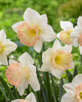 Narcissus British Gamble 12/14cm