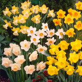 Narcissus 'British Gamble'