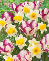 Tulip 'Affair'