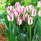 Tulip 'Affair'