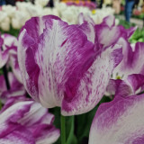 Tulip 'Affair'