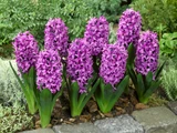 Hyacinth 'Miss Saigon' 17/18cm