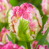 Tulip Pink Vision