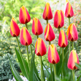 Tulip 'World Peace'