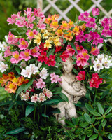 Alstroemeria Ligtu Hybrids Mixed