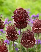Allium amethystinus Red Mohican