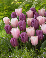 Tulip Sweet Love