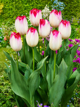 Tulip Super Exotic 11/12cm