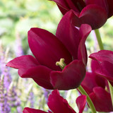 Tulip Merlot