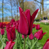 Tulip 'Merlot'