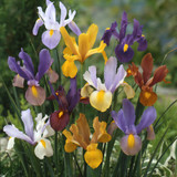 Iris Dutch Mixed 7-8cm
