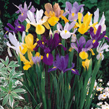Iris Dutch Mixed 7-8cm