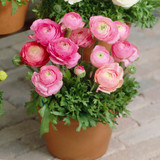 Ranunculus Pink