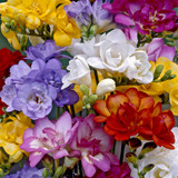 Freesia Giant Double Red