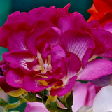 Freesia Giant Double Pink