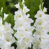 Gladioli Essential