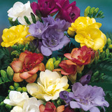 Freesia Giant Double White