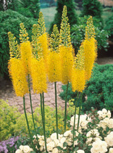 Eremurus stenophyllus