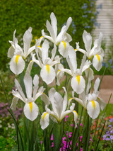 Iris Dutch 'White Excelsior'