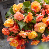 Begonia Apricot Cascades