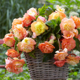 Begonia Apricot Cascades