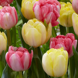 Tulip 'Foxy Foxtrot'
