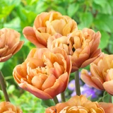 Tulip 'La Belle Epoque'