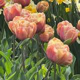 Tulip 'La Belle Epoque'