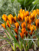 Crocus 'Orange Monarch'