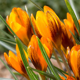 Crocus 'Orange Monarch'