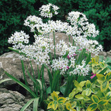Allium neapolitanum