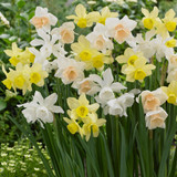 Triandrus Narcissi Mixed 8cm+