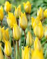 Tulip 'Sylvestris'