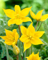 Tulip Sylvestris 5/6cm