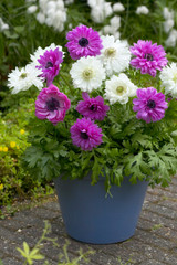 Anemone Mount Everest 5-6cm