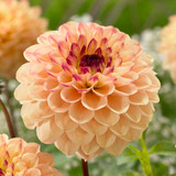 Dahlia Yellow Jill