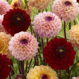 Dahlia Red Jill