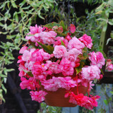 Begonia Splendide Alifra