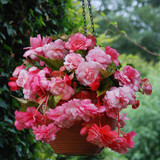 Begonia Splendide Alifra